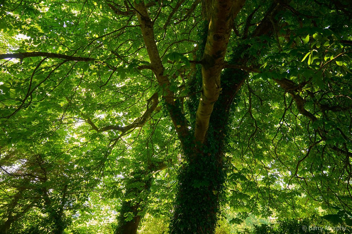 Victorian House For Sale: Ardeevin House, Beach, Bantry, Co. Cork Victorian House For Sale: Ardeevin House, Beach, Bantry, Co. Cork