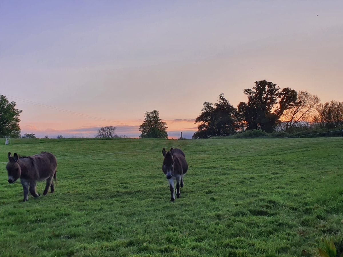 Period Property For Sale: Assolas House, Assolas, Castlemagner, Co. Cork Period Property For Sale: Assolas House, Assolas, Castlemagner, Co. Cork