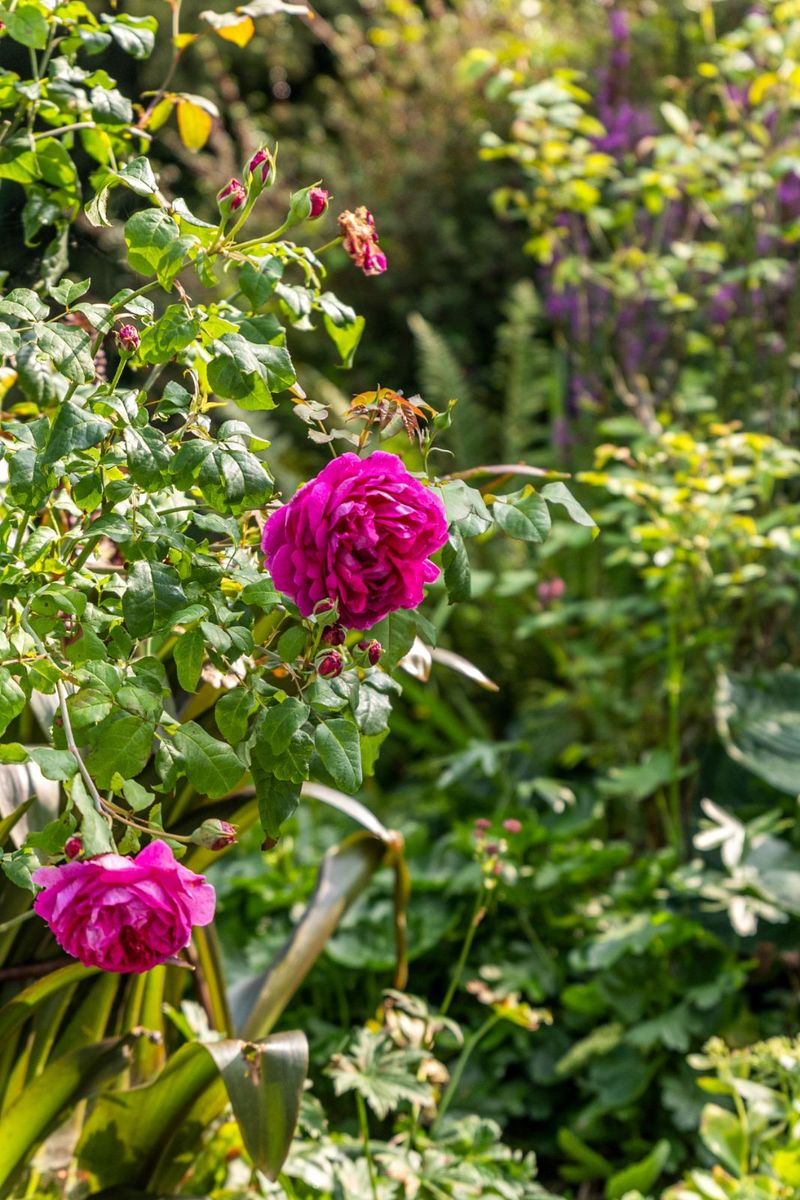 Period Property For Sale: Ballynona Lodge, Midleton, Co. Cork Period Property For Sale: Ballynona Lodge, Midleton, Co. Cork