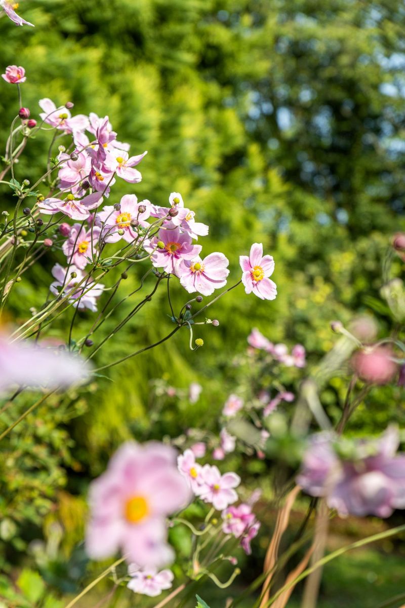 Period Property For Sale: Ballynona Lodge, Midleton, Co. Cork Period Property For Sale: Ballynona Lodge, Midleton, Co. Cork