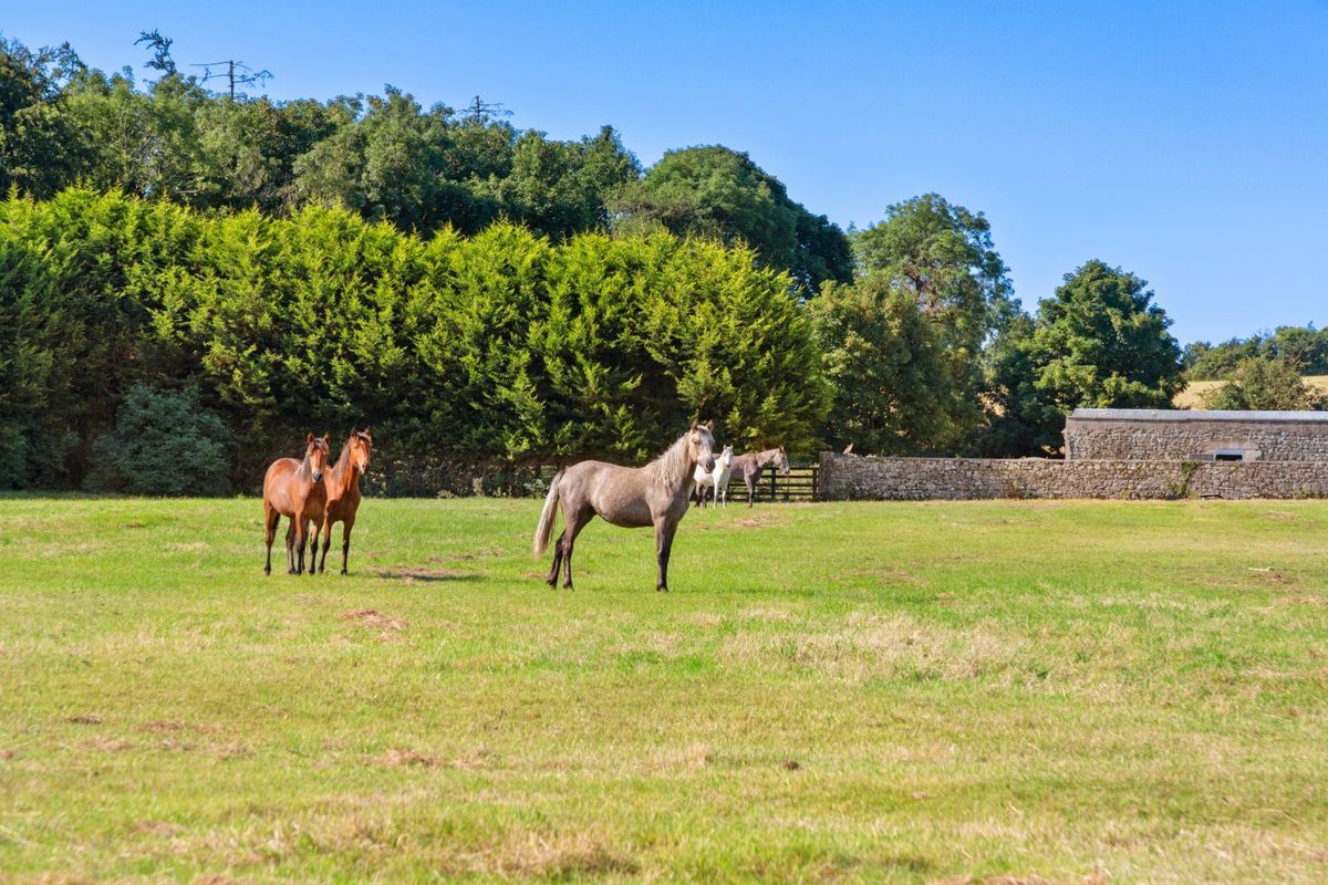 Historic Period House For Sale: Rathcline House & Farm, Rathcline, Lanesborough, Co. Longford Historic Period House For Sale: Rathcline House & Farm, Rathcline, Lanesborough, Co. Longford
