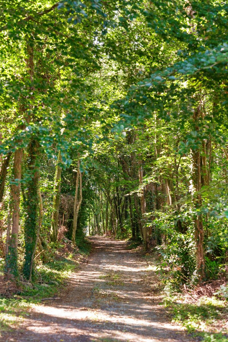 Historic Period House For Sale: Rathcline House & Farm, Rathcline, Lanesborough, Co. Longford Historic Period House For Sale: Rathcline House & Farm, Rathcline, Lanesborough, Co. Longford