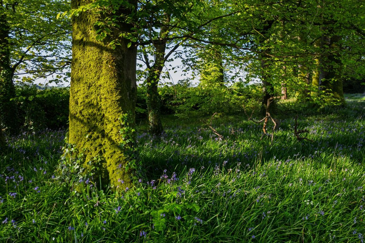 Georgian Residence For Sale: Riverview House, Mishells, Bandon, Co. Cork Georgian Residence For Sale: Riverview House, Mishells, Bandon, Co. Cork