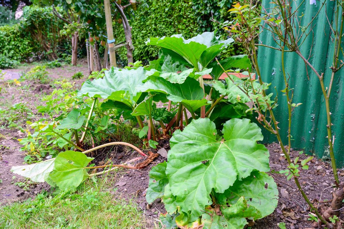 Victorian Property For Sale: Robin Hill, Lake Road, Cobh, Co. Cork Victorian Property For Sale: Robin Hill, Lake Road, Cobh, Co. Cork