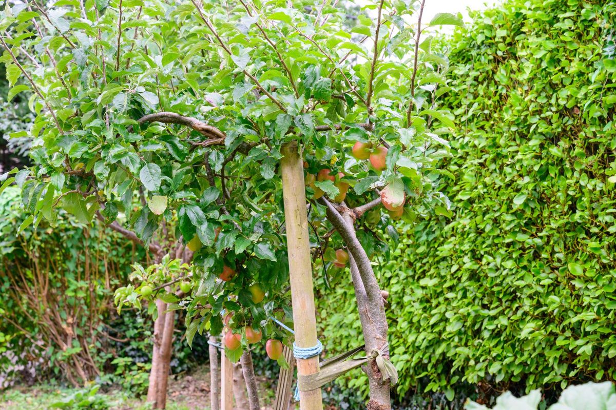 Victorian Property For Sale: Robin Hill, Lake Road, Cobh, Co. Cork Victorian Property For Sale: Robin Hill, Lake Road, Cobh, Co. Cork