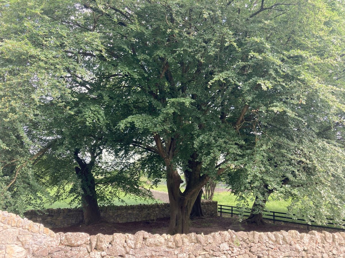 Glebe House For Sale: The Glebe, Nantenan, Askeaton, Co. Limerick Glebe House For Sale: The Glebe, Nantenan, Askeaton, Co. Limerick