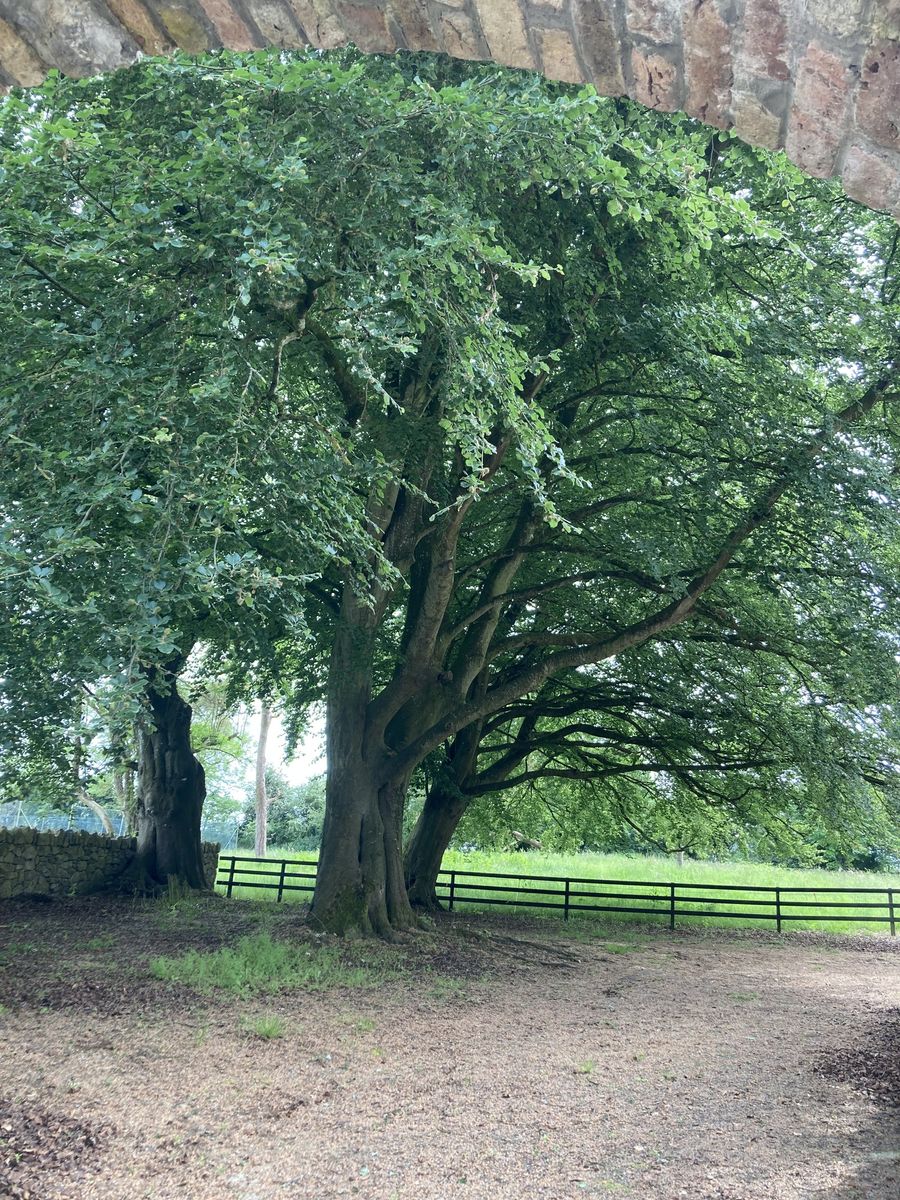 Glebe House For Sale: The Glebe, Nantenan, Askeaton, Co. Limerick Glebe House For Sale: The Glebe, Nantenan, Askeaton, Co. Limerick