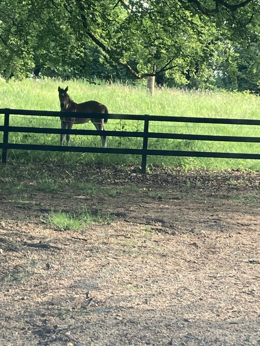 Glebe House For Sale: The Glebe, Nantenan, Askeaton, Co. Limerick Glebe House For Sale: The Glebe, Nantenan, Askeaton, Co. Limerick