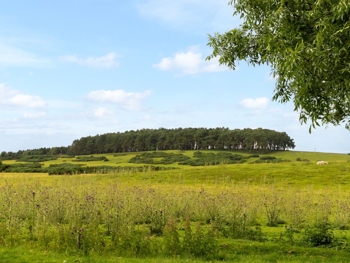 Country Residence For Sale: Thornton Lodge, Ballysax, The Curragh, Co. Kildare Country Residence For Sale: Thornton Lodge, Ballysax, The Curragh, Co. Kildare