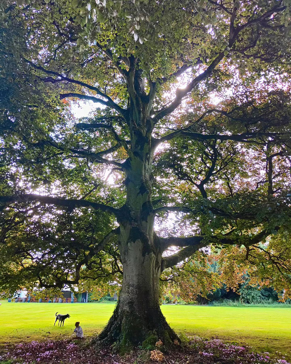 Accommodation and Weddings at Martinstown House, The Curragh, Co. Kildare Accommodation and Weddings at Martinstown House, The Curragh, Co. Kildare