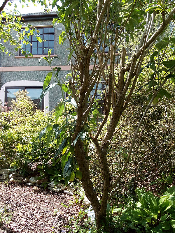 Charming Home For Sale: Sequoia, Newtown, Cobh, Co. Cork Charming Home For Sale: Sequoia, Newtown, Cobh, Co. Cork